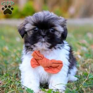 Oliver, Shih Tzu Puppy